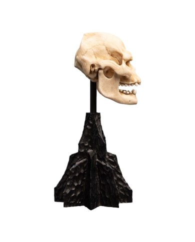 Skull of Lurtz El Señor de los Anillos