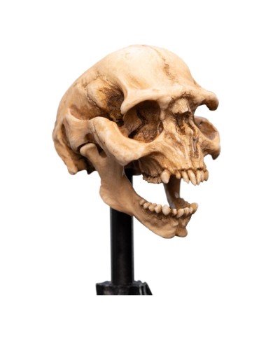 Skull of a Moria Orc El Señor de los Anillos Estatua